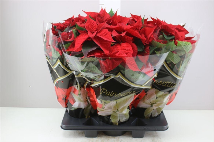 <h4>Euphorbia P Bush Chr Feelings Red 12+</h4>