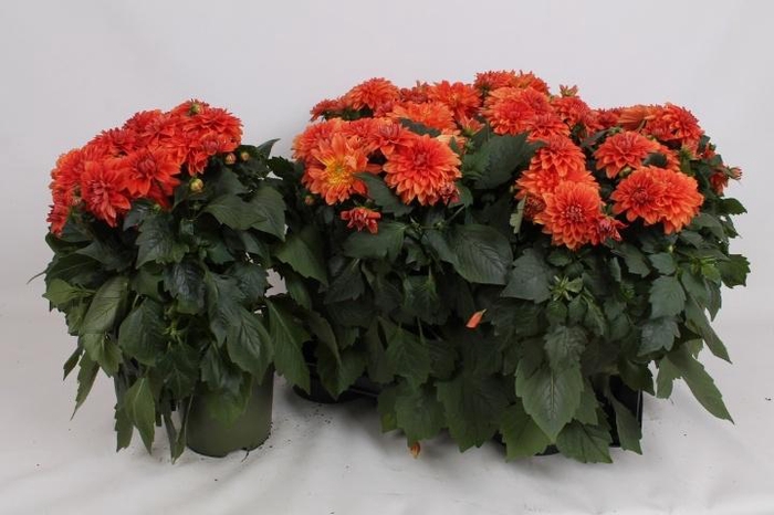 <h4>DAHL HYPNO ORANGE</h4>