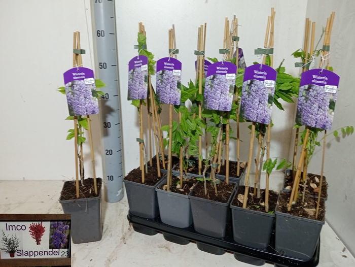 <h4>WIST SINENSIS</h4>