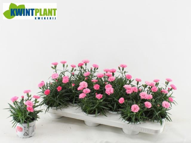 <h4>DIAN I LOVE U</h4>