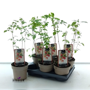 RUBUS MALLING PROMIS