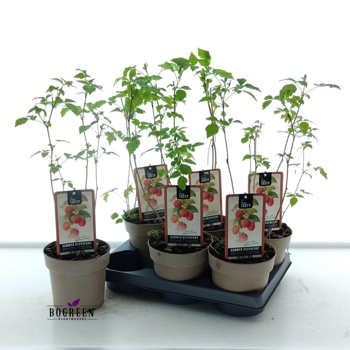 <h4>RUBUS MALLING PROMIS</h4>