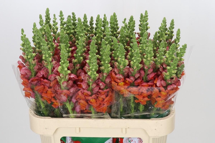 <h4>Antirrhinum Potomac Dark Orange</h4>