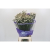 Limonium sinensis White Diamond