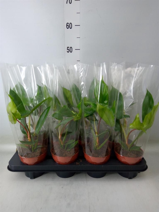 <h4>Philodendron   ...</h4>