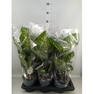 Dieffenbachia seg. 'Reeva'