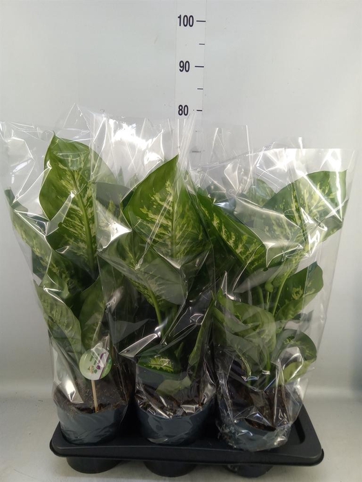 <h4>Dieffenbachia seg. 'Reeva'</h4>