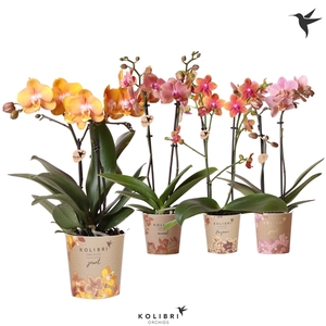 Kolibri Orchids Phalaenopsis Jewel mix 2spike