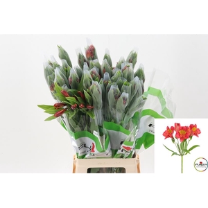 Alstr Amposta Fu 70 cm