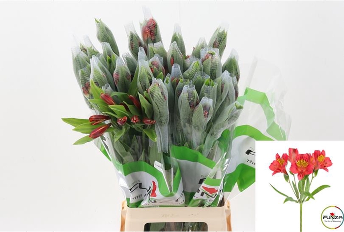 <h4>Alstr Amposta Fu 70 cm</h4>