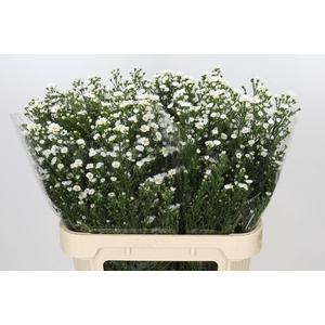 Aster Paquita