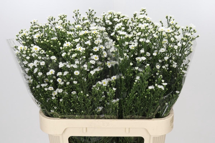 <h4>Aster Paquita</h4>