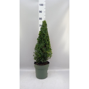 Buxus semp.   ...