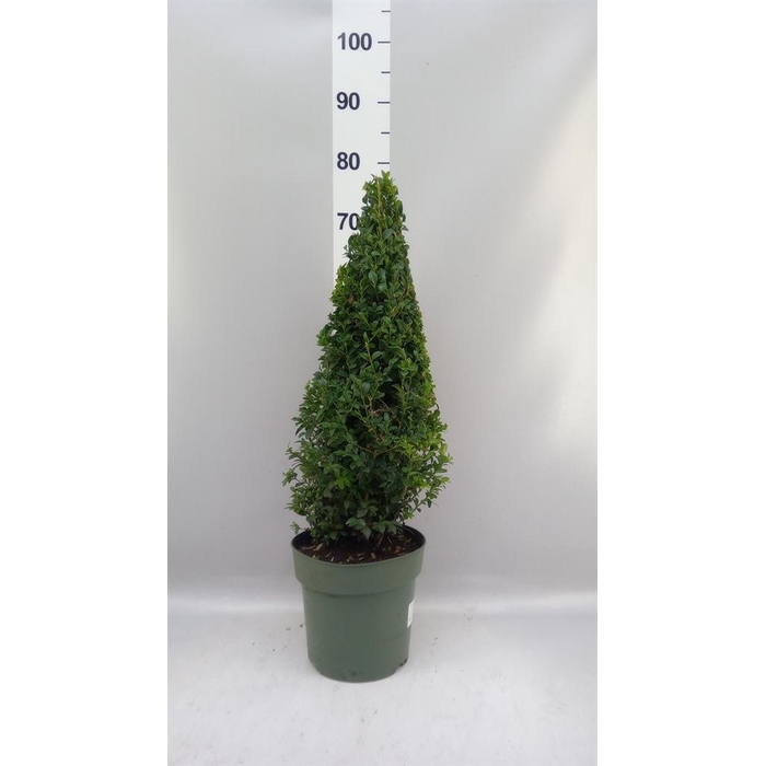 <h4>Buxus semp.   ...</h4>