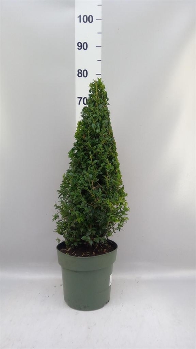 <h4>Buxus semp.   ...</h4>