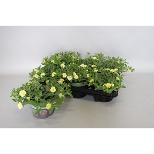 Calibrachoa Double Light Yellow