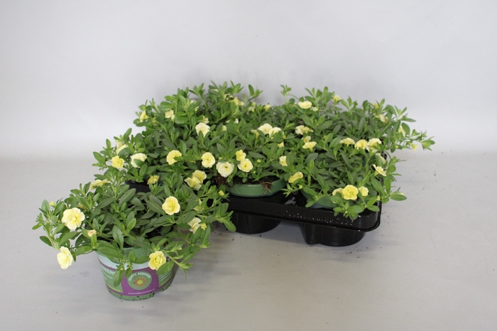 <h4>Calibrachoa Double Light Yellow</h4>