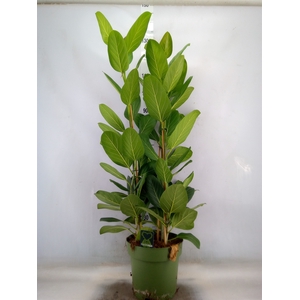 Ficus benghalensis 'Audrey'