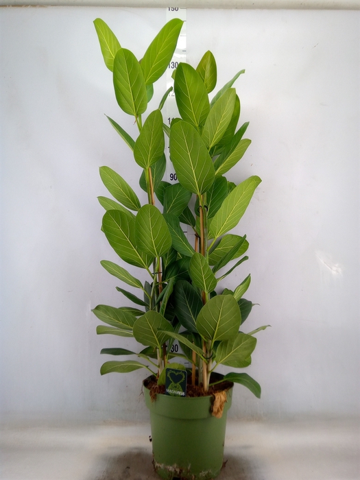 <h4>Ficus benghalensis 'Audrey'</h4>