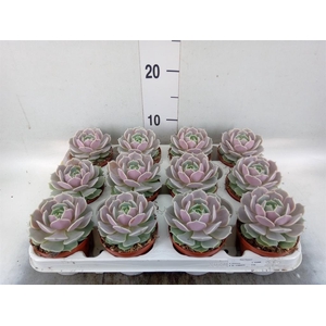 Echeveria   ...
