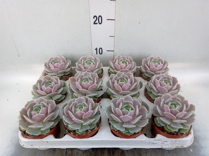 <h4>Echeveria   ...</h4>
