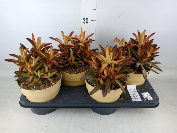 <h4>Kalanchoe NF tomentosa</h4>