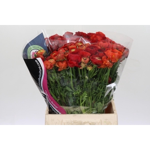 Ranunculus Elegance Red