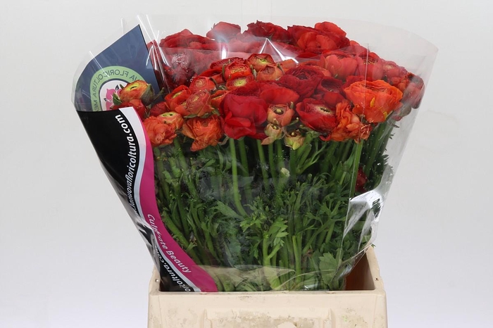 <h4>Ranunculus Elegance Red</h4>