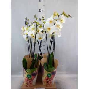 Phalaenopsis  'Ant London'