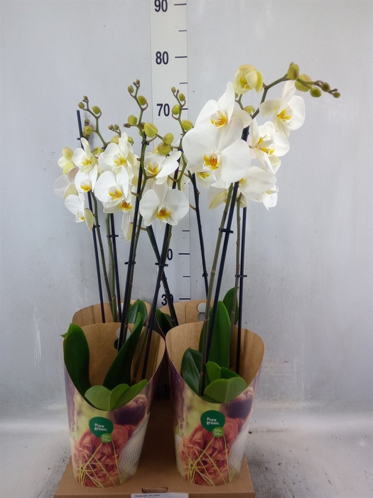 <h4>Phalaenopsis  'Ant London'</h4>