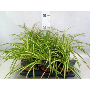 Chlorophytum  'Atlantic'