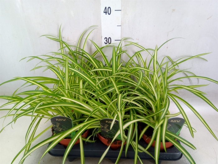 <h4>Chlorophytum  'Atlantic'</h4>