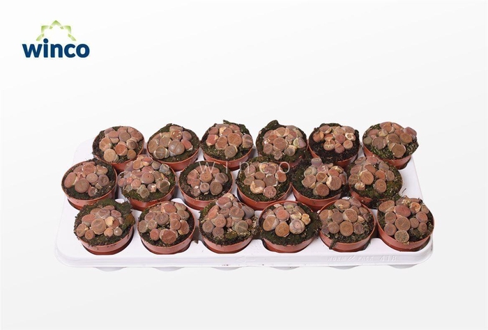 <h4>Lithops Red (group)</h4>