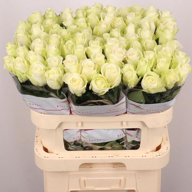 <h4>Rosa gr Snowstorm</h4>