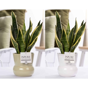 Sansevieria Trif. 