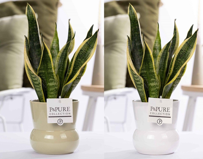 <h4>Sansevieria Trif. "Futura Superba" in P&P Plant Vase Maxima ass2</h4>