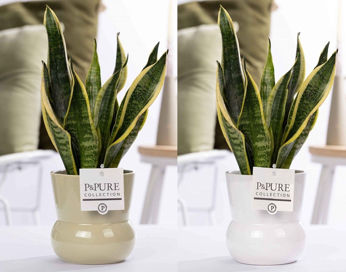 <h4>Sansevieria Trif. "Futura Superba" in P&P Plant Vase Maxima ass2</h4>