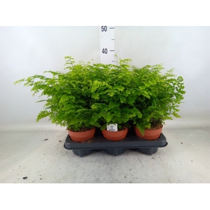 Adiantum raddi. 'Fritz-Luthi'