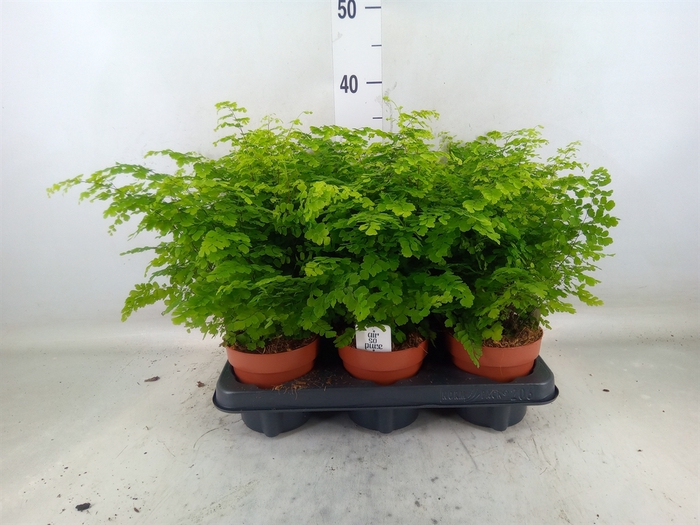<h4>Adiantum raddi. 'Fritz-Luthi'</h4>