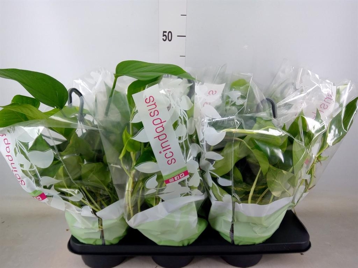 <h4>Epipremnum pinn.   HG</h4>