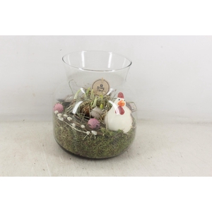 arr4 Narcis PL - Glas candy kip