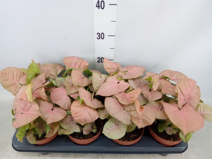 <h4>Syngonium podop.</h4>