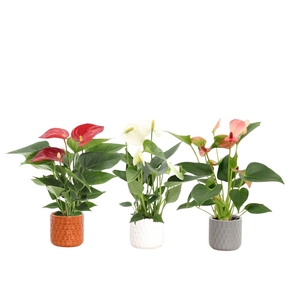 Anthurium 7 cm 3 color mix in Katie ceramics