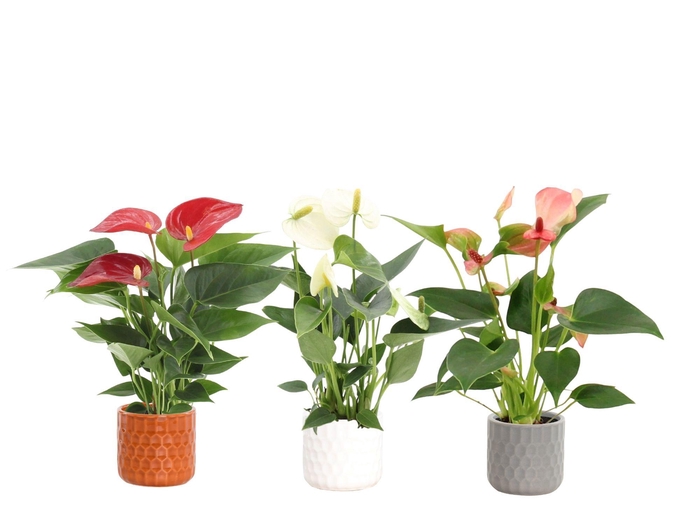 <h4>Anthurium 7 cm 3 color mix in Katie ceramics</h4>