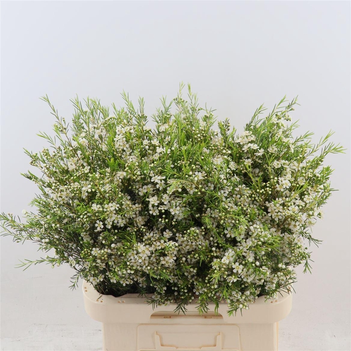 <h4>Chamelaucium Ofir</h4>