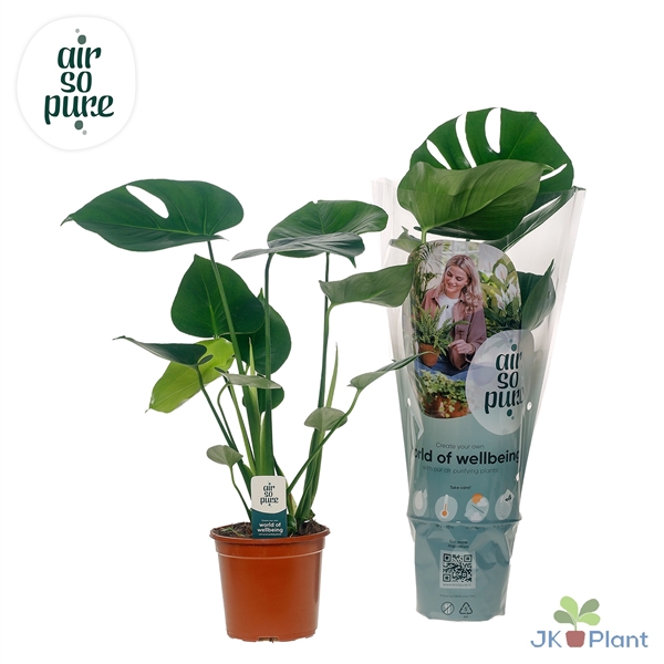 <h4>Monstera Deliciosa "Air So Pure"</h4>