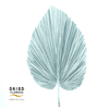 Dried Bleached Palmetto XL Silver