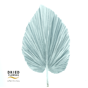 Dried Bleached Palmetto XL Silver