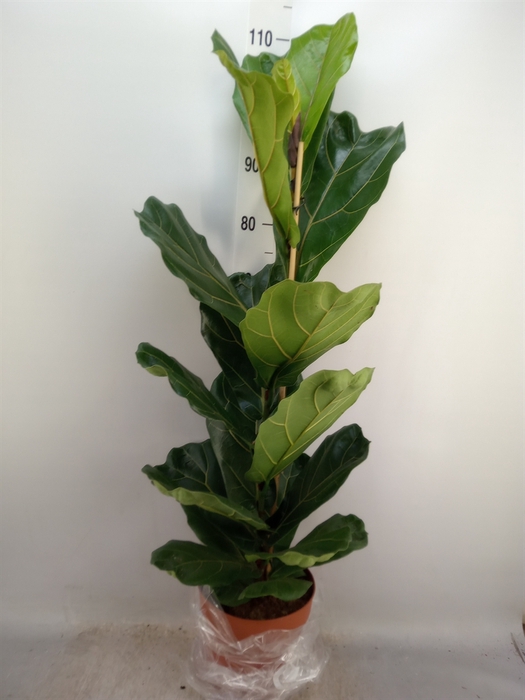 <h4>Ficus lyrata</h4>