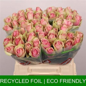 R GR BELLE ROSE